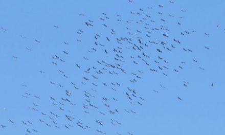 Trois fois plus que d’ordinaire : passage record de cigognes le long de la vallée du Rhône