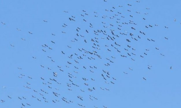 Trois fois plus que d&rsquo;ordinaire : passage record de cigognes le long de la vallée du Rhône