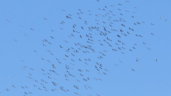 Trois fois plus que d’ordinaire : passage record de cigognes le long de la vallée du Rhône