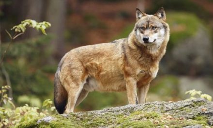 Un loup  détecté à Saint-Pierre-de-Bœuf, à 25 kilomètres de Vienne…