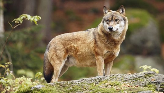 Un loup  détecté à Saint-Pierre-de-Bœuf, à 25 kilomètres de Vienne…