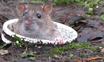 Ne vous inquiétez pas si vous voyez des rats sortir des égouts, c’est normal…