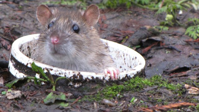 Ne vous inquiétez pas si vous voyez des rats sortir des égouts, c’est normal…