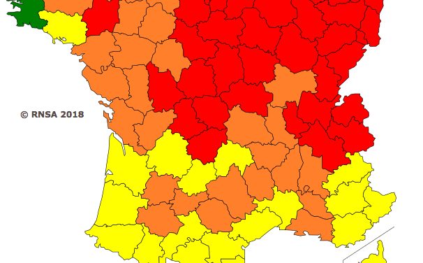 En Isère : alerte rouge aux pollens de bouleaux