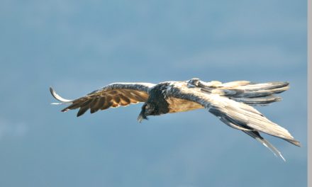 Pour la première fois depuis très longtemps : un gypaète barbu est né en Isère