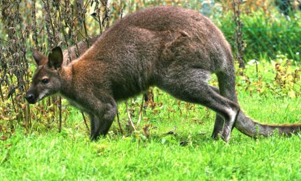 Un wallaby s’échappe du parc zoologique de Saint-Martin-la-Plaine, dans la vallée du Gier