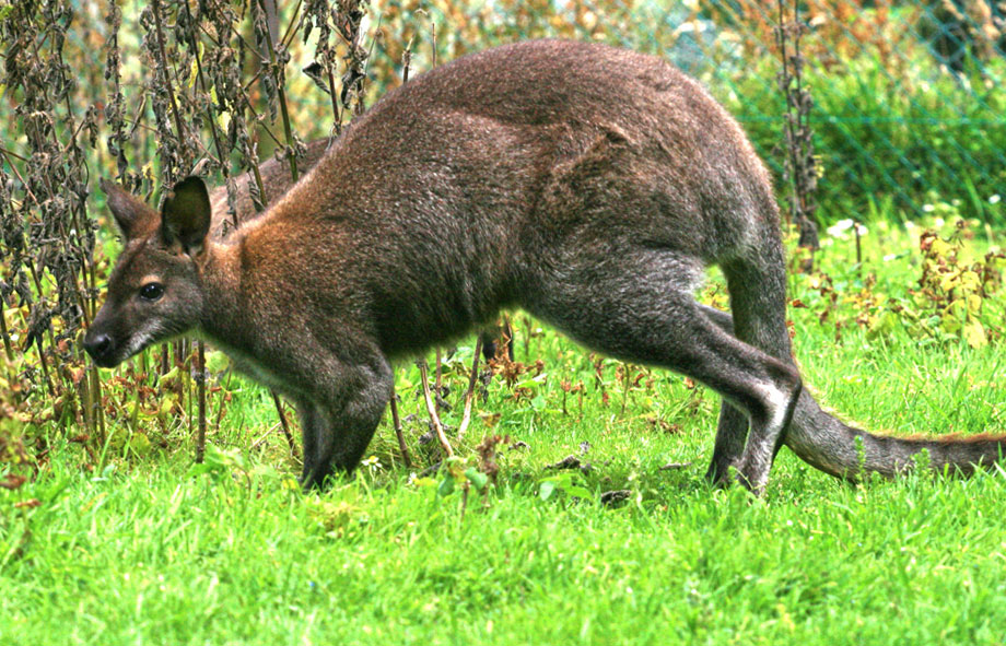 Un wallaby s’échappe du parc zoologique de Saint-Martin-la-Plaine, dans la vallée du Gier