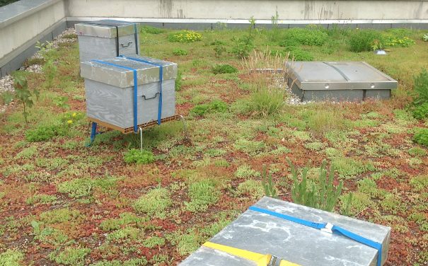 Trois ruches sur le toit de l&rsquo;Office du Tourisme de Vienne : elles butinent en ville…