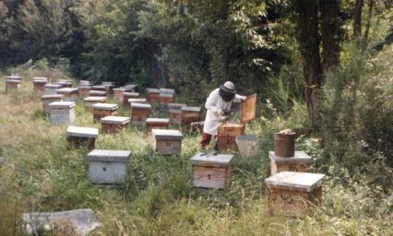 Abeilles : les vols de ruches en forte hausse dans la région viennoise