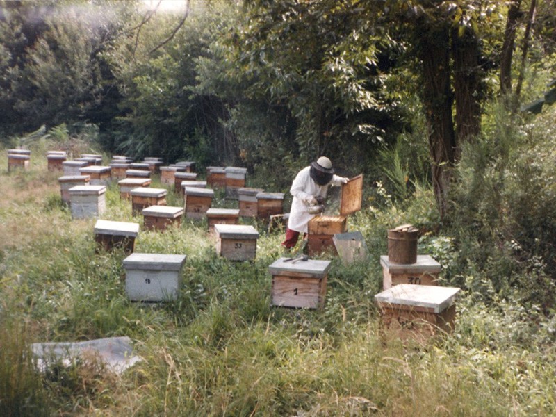 Abeilles : les vols de ruches en forte hausse dans la région viennoise