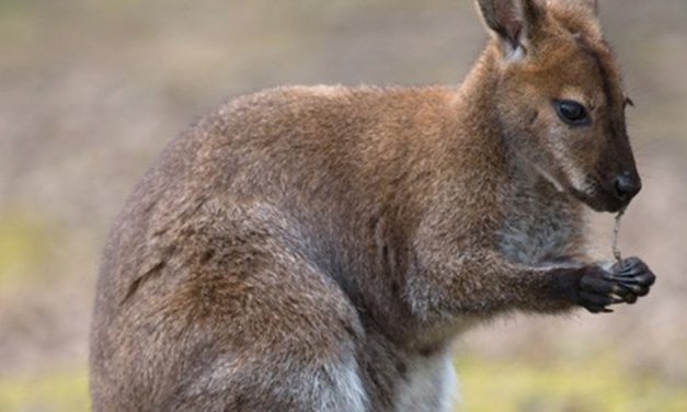 Evadé du zoo de Saint-Martin-la-Plaine : le Wallaby fugueur retrouvé après 7 semaines d&rsquo;errance