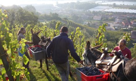 Vendanges 2018 : les viticulteurs locaux recrutent