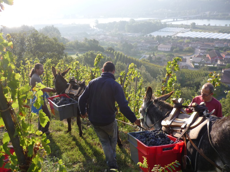 Vendanges 2018 : les viticulteurs locaux recrutent