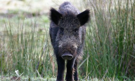 La Ligue de Protection des Oiseaux de l’Isère s’oppose à l’ouverture anticipée de la chasse cet été