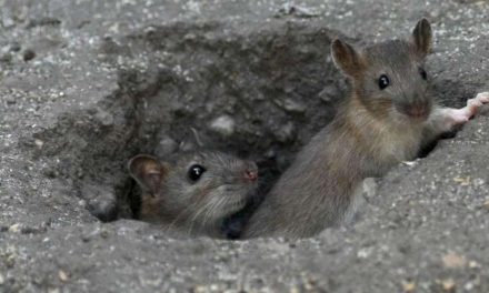 Dératisation : ne vous inquiétez pas si vous apercevez des rats dans les rues de Vienne…