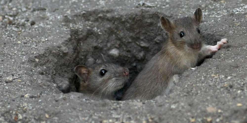 Dératisation : ne vous inquiétez pas si vous apercevez des rats dans les rues de Vienne…