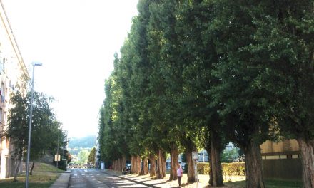 Trente-neuf peupliers vont être abattus dans le quartier d’Estressin à Vienne