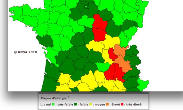 Pics attendus en Isère et dans le Rhône : les pollens d&rsquo;ambroisie font leur rentrée !