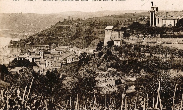 Bientôt le retour des vignes sur la colline de Pipet à Vienne, au-dessus du théâtre antique