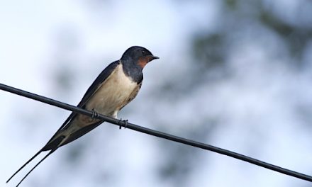 La biodiversité en nette baisse en Isère : chute de 28 % du nombre d’hirondelles