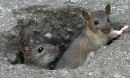 Dératisation : ne vous inquiétez pas si vous apercevez des rats dans les rues de Vienne…