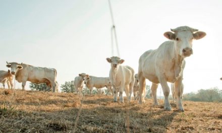 « Alerte » décrétée dans le Nord-Isère : déjà la sécheresse !