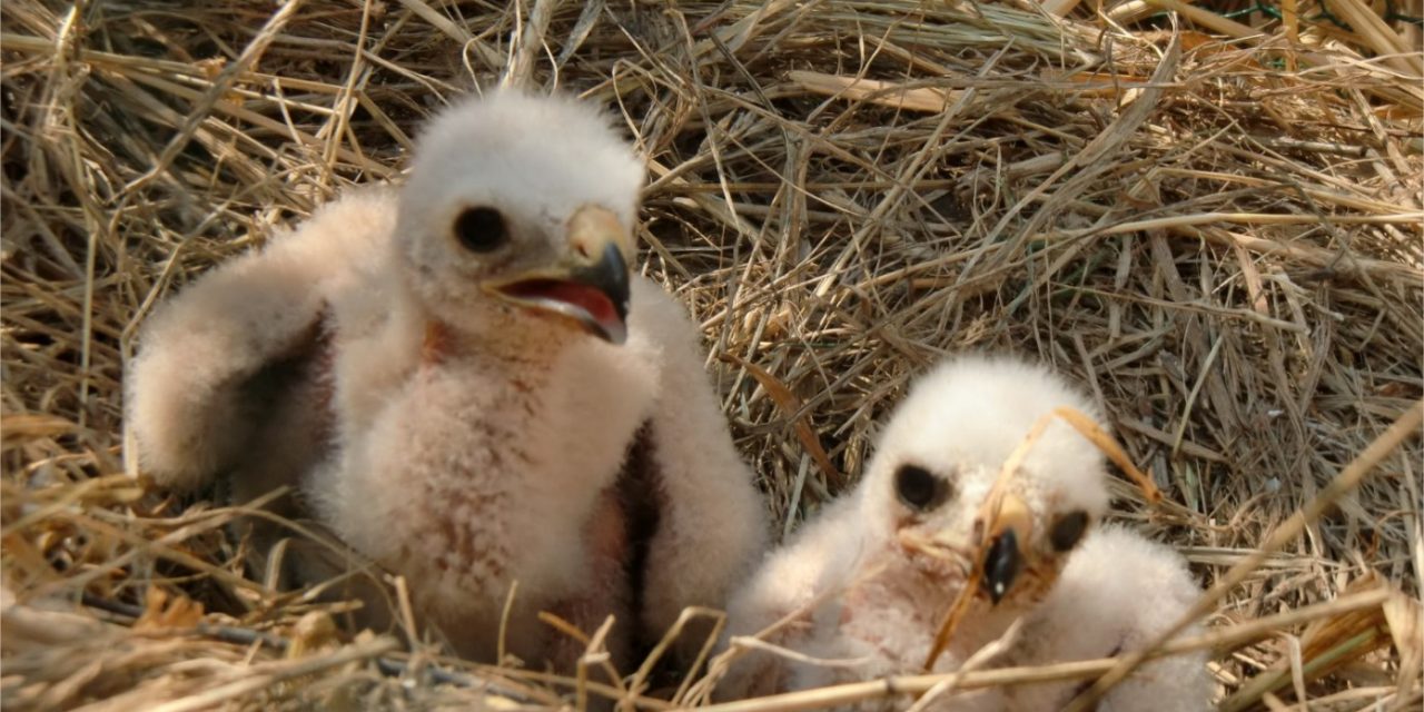 Biodiversité, ce week-end :  vous pouvez aider à sauver le Busard cendré en Isère…