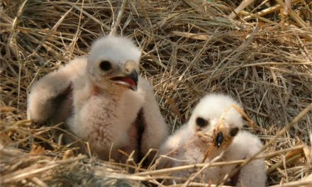 Biodiversité, ce week-end :  vous pouvez aider à sauver le Busard cendré en Isère…