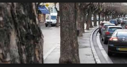 Attaqués, fragilisés, 500 arbres de la Ville de Vienne vont être traités avec des produits… « biocontrôle »