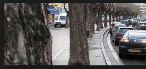 Attaqués, fragilisés, 500 arbres de la Ville de Vienne vont être traités avec des produits… « biocontrôle »