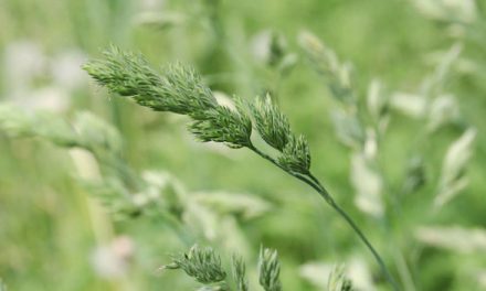 Allergie aux pollens : l’alerte rouge aux graminées annoncée pour aujourd’hui dans l’Isère et le Rhône