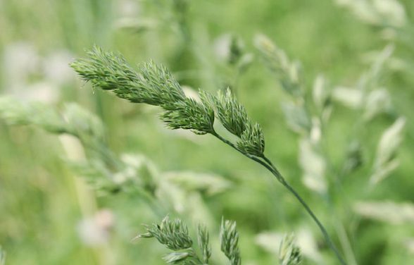 Allergie aux pollens : l&rsquo;alerte rouge aux graminées annoncée pour aujourd’hui dans l&rsquo;Isère et le Rhône