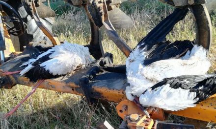 Deux cigognes blanches retrouvées mortes :  électrocutées par des pylônes électriques aux Côtes d’Arey