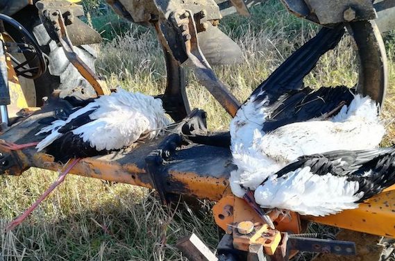 Deux cigognes blanches retrouvées mortes :  électrocutées par des pylônes électriques aux Côtes d’Arey