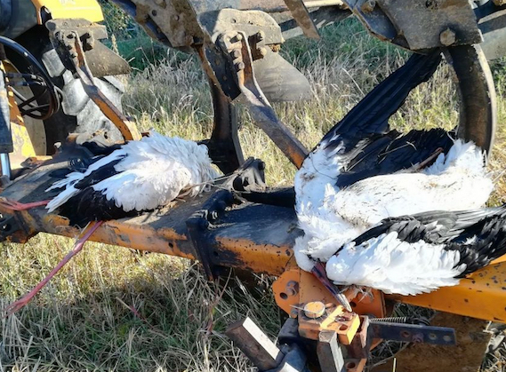 Deux cigognes blanches retrouvées mortes :  électrocutées par des pylônes électriques aux Côtes d’Arey