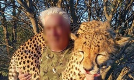 Bad Buzz suite à des safaris pour l’ancien directeur d’une entreprise nord-iséroise de cars