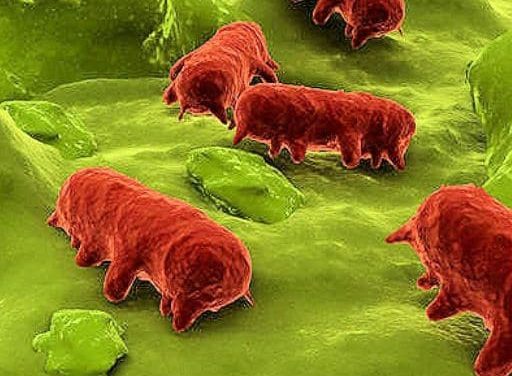 Cinquante cas de salmonellose détectés chez des enfants dans trois communes non loin de Vienne