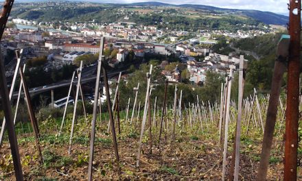 Sur 1,5 hectare planté en syrah et viognier : du vignoble désormais en Vallée de Gère à Vienne !