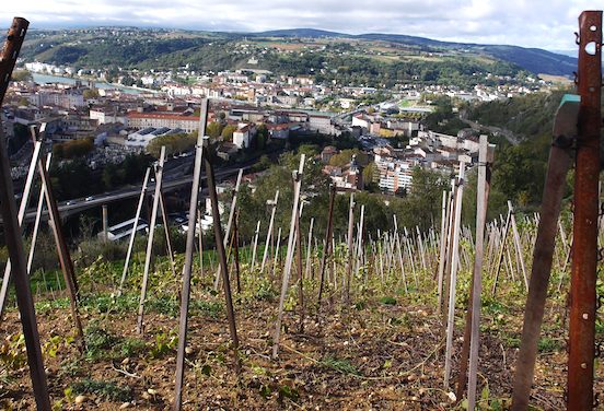 Sur 1,5 hectare planté en syrah et viognier : du vignoble désormais en Vallée de Gère à Vienne !