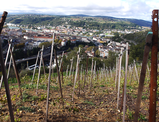 Sur 1,5 hectare planté en syrah et viognier : du vignoble désormais en Vallée de Gère à Vienne !