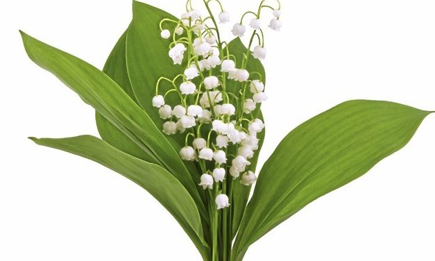 Un 1er mai confiné : vendre du muguet sur la voie publique coûtera…300 euros et en cueillir, 135…