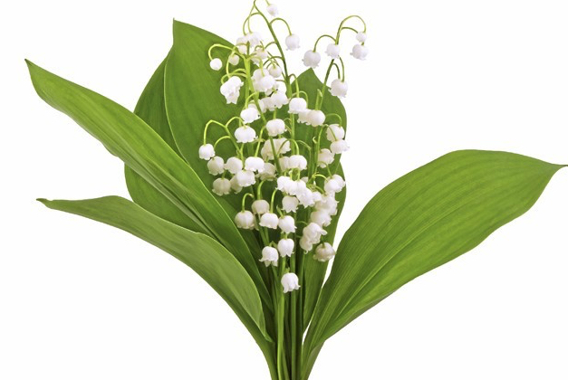 Un 1er mai confiné : vendre du muguet sur la voie publique coûtera…300 euros et en cueillir, 135…