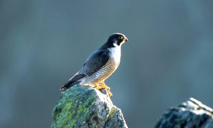 Pendant le confinement les animaux ont pris leurs aises : la Ligue de Protection des Oiseaux  appelle à la vigilance