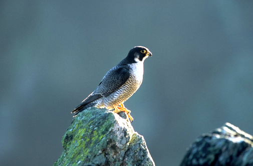 Pendant le confinement les animaux ont pris leurs aises : la Ligue de Protection des Oiseaux  appelle à la vigilance