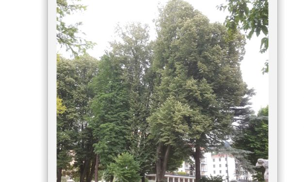 Mort annoncée du tilleul argenté plus que centenaire du Jardin de Ville à Vienne