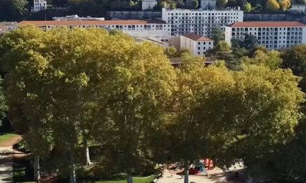 Contrairement à ceux des espaces naturels, les 4 300 arbres qui poussent à Vienne sont en bonne santé. Explications.