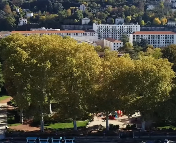 Contrairement à ceux des espaces naturels, les 4 300 arbres qui poussent à Vienne sont en bonne santé. Explications.