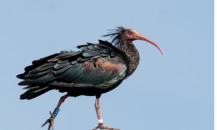 Insolite et rarissime : un ibis chauve aperçu dans le Nord-Isère