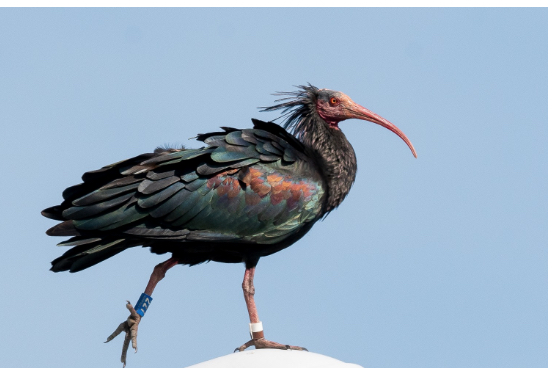 Insolite et rarissime : un ibis chauve aperçu dans le Nord-Isère