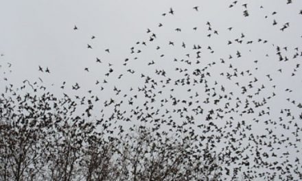 Attention aux oreilles : campagne d’effarouchement des étourneaux, place Saint-Pierre à Vienne